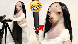 Funniest Animals 😄 New Funny Cats and Dogs Videos 😹🐶