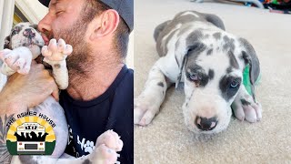 Pickles the great dane puppy is thriving | The Asher House