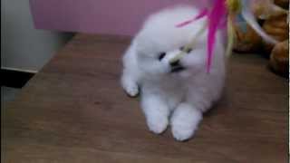 Teacup Puppies White Color Pomeranian Modeldog