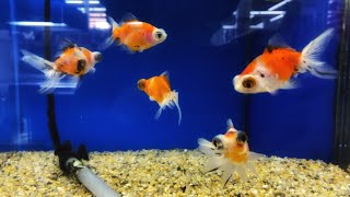 Japanese Aquarium Fish Shop || 1-hr loop video in HD