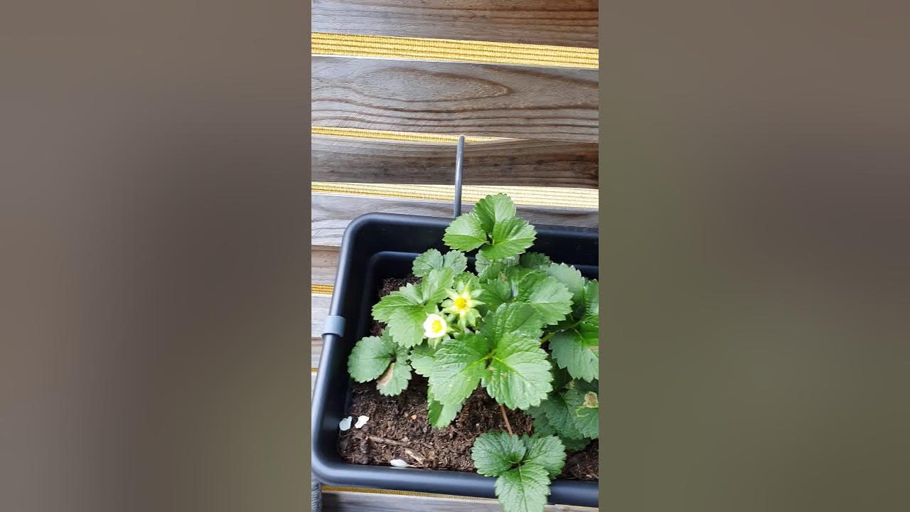 Gelbe Blätter Paprika/Peperoni Teil[1\2] YouTube