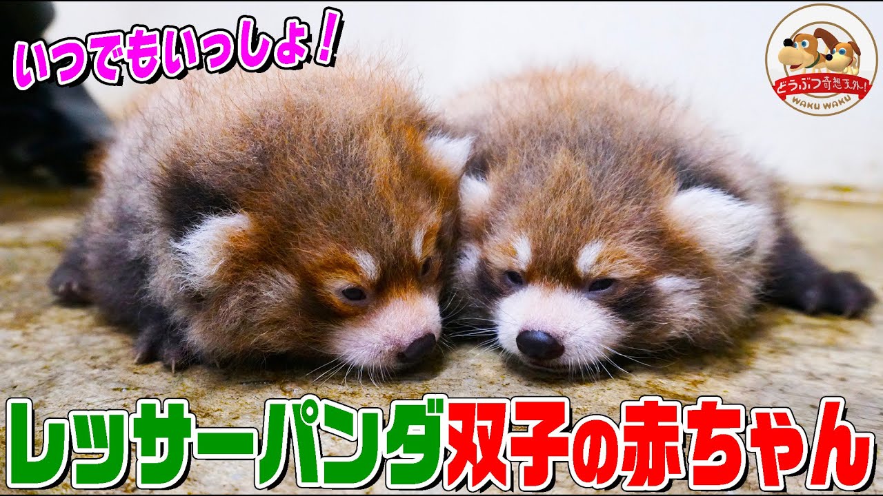 [Слишком очаровательно] Их мех был белым сразу после рождения! История взросления близнецов красн...