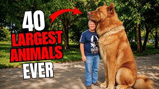 40 Largest Animals Ever Caught on Camera