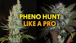 How to Pheno Hunt Like a Pro - Khalifa Genetics