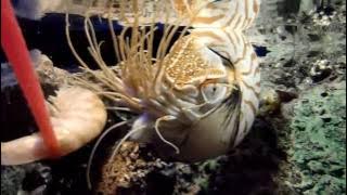 Nautilus Feeding