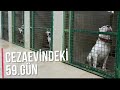 KÖPEKLERİMİ CEZAEVİNDEN KURTARMAYA ÇALIŞIYORUM ÇOK AZ KALDI DAYANIN ..!