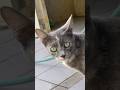 She knows when someone calls her #cat #cuteanimal #nature #cutepet #viral #highlights