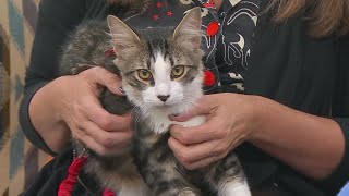 Second Chance Pets: Jerry