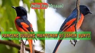 Download Lagu Suara pancingan burung mantenan MP3