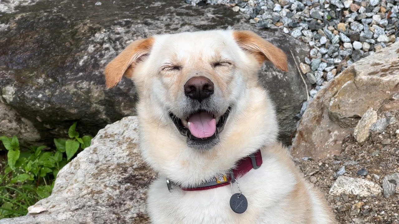 Счастливые моменты Наму в кемпинге летом