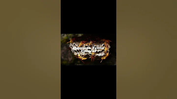 Giant Hornets Massacre Wonderful Bees | Buddha Bees and The Giant Hornet Queen