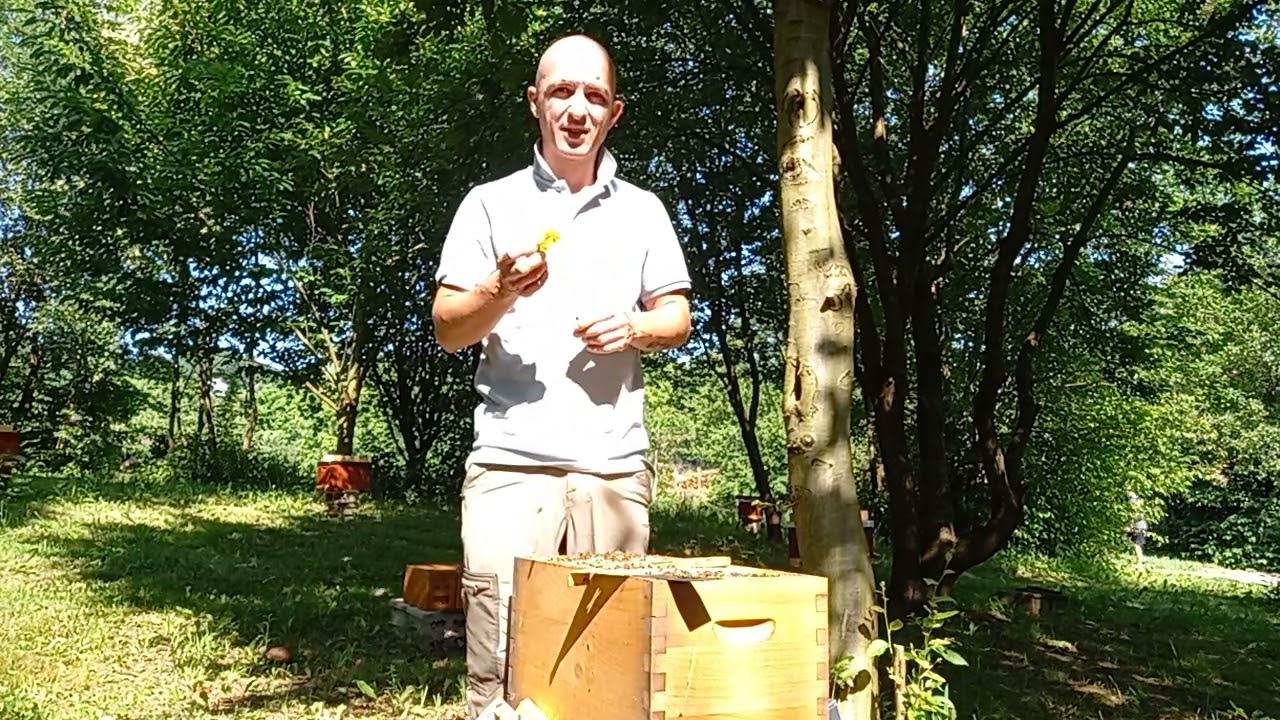 Vađenje matica iz oplodnjaka( zasto veliki oplodnjaci,test Apidea i 1/2 LR)