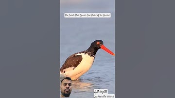 The Surah of Sincerity and Oneness #سورة_الإخلاص #egzonibrahimi #ikhlas #birds #nature #shortvideo