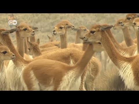 Video: Vicuña animal: descripción y foto. Placer caro: productos de piel de vicuña