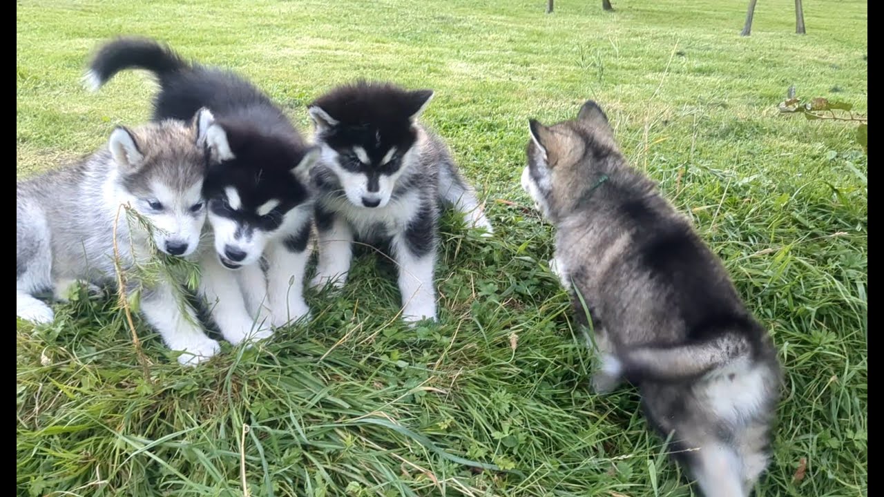 Alaskan Malamute puppies, B-litter - 7 weeks old - Playing in the garden