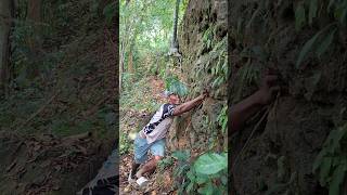 discovery of strange animals on forest cliffs #shortvideo #animals #viral #amazing