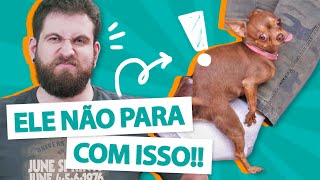 POR QUE MEU CACHORRO MONTA EM MIM?🐕 NA ALMOFADA? EM OUTROS CACHORROS? by Manual Pet 39,548 views 2 years ago 4 minutes, 30 seconds