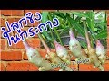 ปลูกขิงปลอดสารในกระถาง ขั้นตอนแบบละเอียด ง่ายๆ มือใหม่ก็ทำได้ พร้อมพาไปขุดขิงอ่อน4เดือน