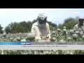 انتشار غير مسبوق للمخدرات تجارة وتعاطيا في افغانستان