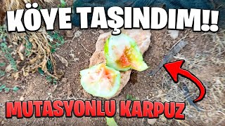 KÖYE TAŞINDIM!! ODA VLOGU VE YENİ HAYATIM..