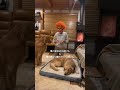 【節分】鬼に豆をねだるテン&鬼が怖くて寝たフリするララ #ゴールデンレトリバー