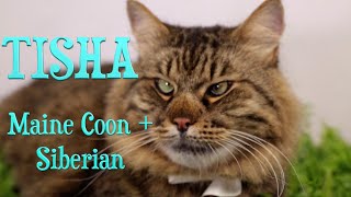 Maine Coon with Siberian Mixed Breed Cat. Funny Video about Amazing Pet Tisha by Pick Motion 45,843 views 4 years ago 2 minutes, 14 seconds