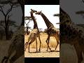 Giraffes Fighting Is More Brutal Than You Think #wildlife #nature