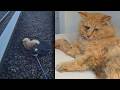 MTA Officers Save Cat Hit By Long Island Rail Road Train