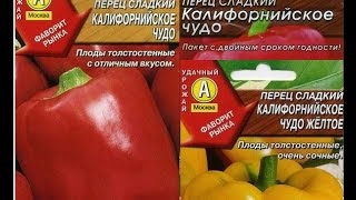 Перец Калифорнийское Чудо Характеристика Фото