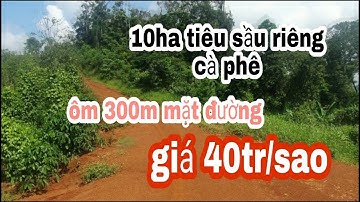 Dat rẻ đak nông 10ha sầu riêng tiêu cà phê quảng trực tuy Đức đăk nông ôm 300m mặt đường 40tr/sao