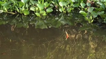 Câu Cá Sông.Cận Cảnh Cá Thác Lác Già Kéo Phao /@ninhfishing