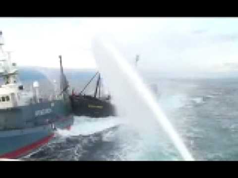 Whale Wars How Was The Sea Shepherd S New Ship Sunk