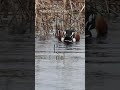 Northern shoveler | Japanese Wild Birds #japan #nature #wildbirds