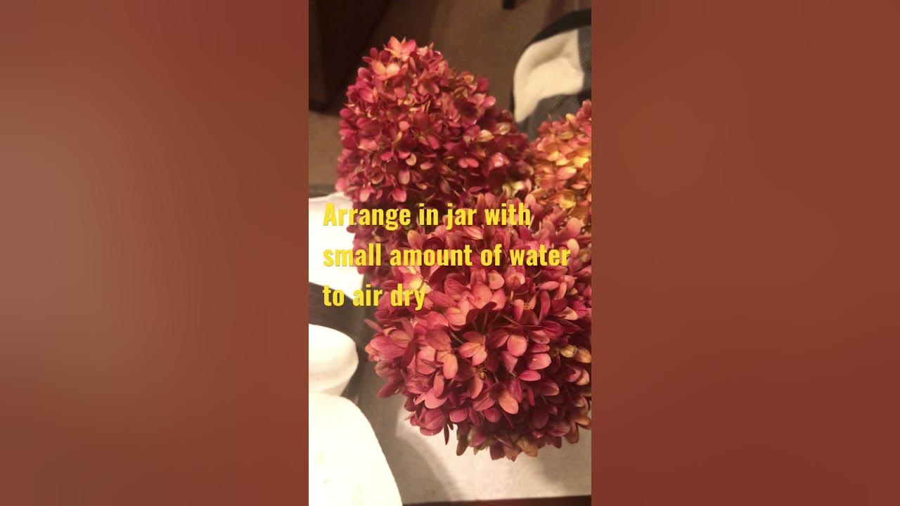 Hydrangea Flower Harvest to Air Dry/Drying Panicle Hydrangea Flower/How