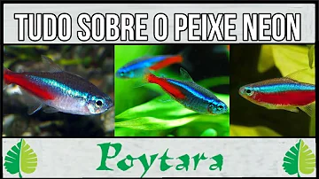 Qual é o feminino do peixe-Boi?