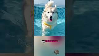 30 Cmden 2.5 Metreye Patili Dostlarımızın Suyla İmtihanı