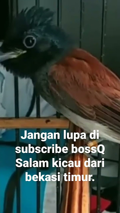 Burung sriwang atau di kenal sebagai burung tali pocong. #shorts