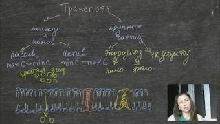Транспорт веществ через мембрану Транспорт веществ через мембрану