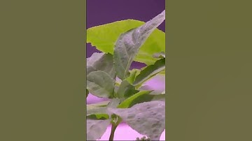 Mô hình trồng cây nhân sâm Hàn Quốc tại Việt Nam!  #shorts