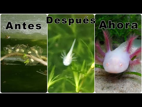 Seguimiento a puesta de ajolotes, axolotl, Ambystoma Mexicanum, huevos de ajolotes/Chilango Pez hqdefault