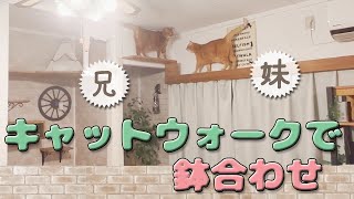 猫の兄妹にキャットウォークで遊ばせる作戦を決行したらこうなりました by ミルダーズハウス 254 views 1 year ago 10 minutes, 1 second