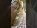 고양이 등을 건드리면 애벌레가 된다?! #고양이 #고양이일상 #cute #cat