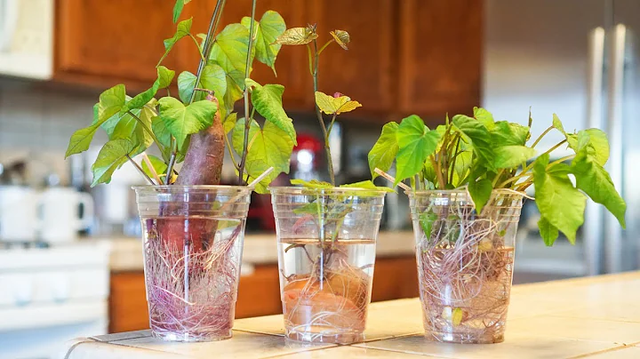 Easiest Way to Grow Lots of Sweet Potato Slips