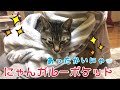 にゃんガルーポケット☆エプロンタイプ♪の巻【うちの子４にゃんず】