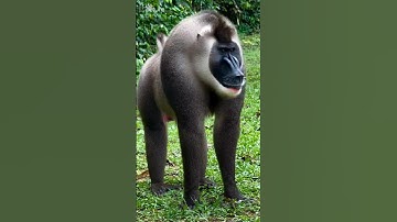 The rarest primate in the world ❗ #animals #wildlife #facts #drill