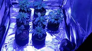 Lagarden 2-1 tent review and garden update with bloombeast and nukeheads