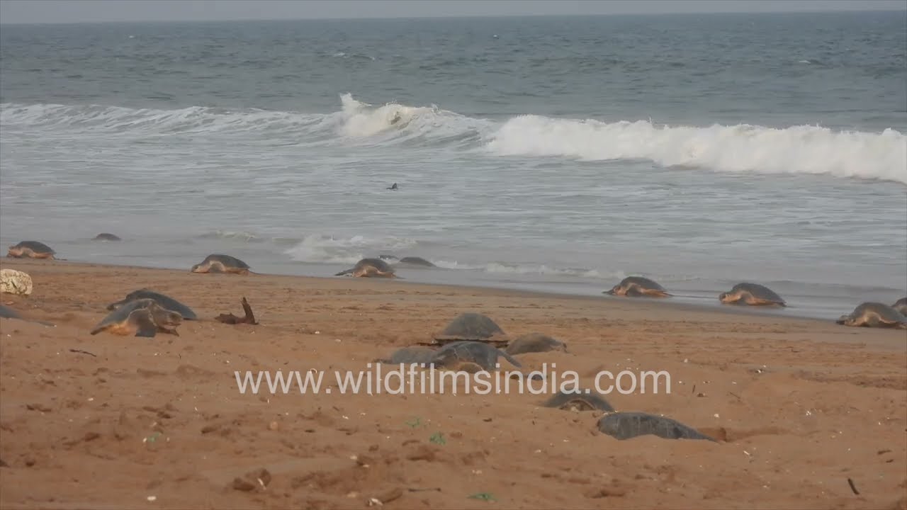 Olive Ridley Turtles make Orissa their nesting home in winter: Sand flies as they dig holes for eggs