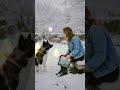 The dog is playing in the Christmas snow. Pure joy!