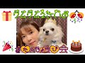 【チワワ】クムクム2才のお誕生日会【愛犬】