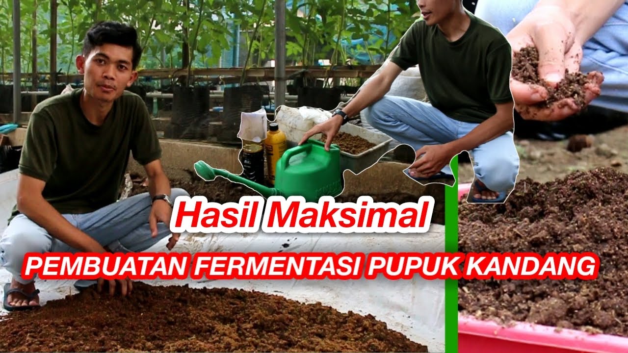 Cara Mudah Membuat Fermentasi Pupuk Kandang Tanpa Bau!!! (HASIL